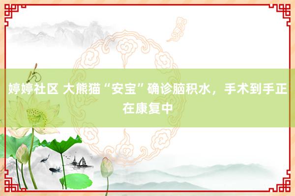 婷婷社区 大熊猫“安宝”确诊脑积水，手术到手正在康复中