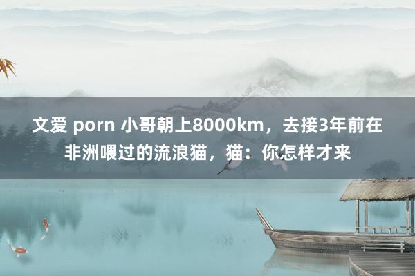 文爱 porn 小哥朝上8000km，去接3年前在非洲喂过的流浪猫，猫：你怎样才来