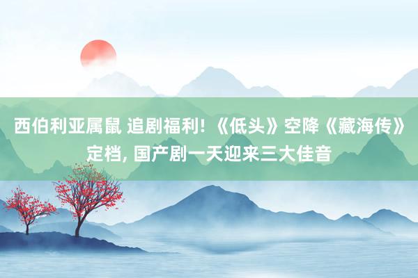 西伯利亚属鼠 追剧福利! 《低头》空降《藏海传》定档， 国产剧一天迎来三大佳音